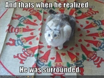 funny-pictures-cat-is-surrounded