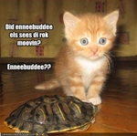 funny-pictures-cat-thinks-turtle-is-a-rock