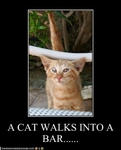 funny-pictures-cat-walks-into-a-bar