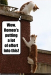 funny-pictures-romeo-cat-climbs-wall