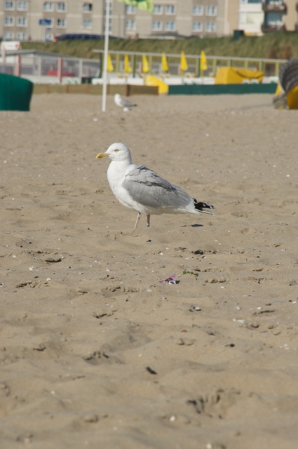 DSC_0177