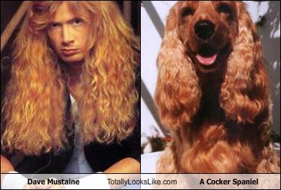 dave-mustaine-totally-looks-like-a-cocker-spaniel1