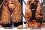 dave-mustaine-totally-looks-like-a-cocker-spaniel1