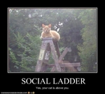 funny-pictures-cat-climbs-social-ladder