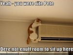funny-pictures-cat-climbs-very-high
