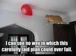 funny-pictures-cat-does-not-think-plan-will-fail