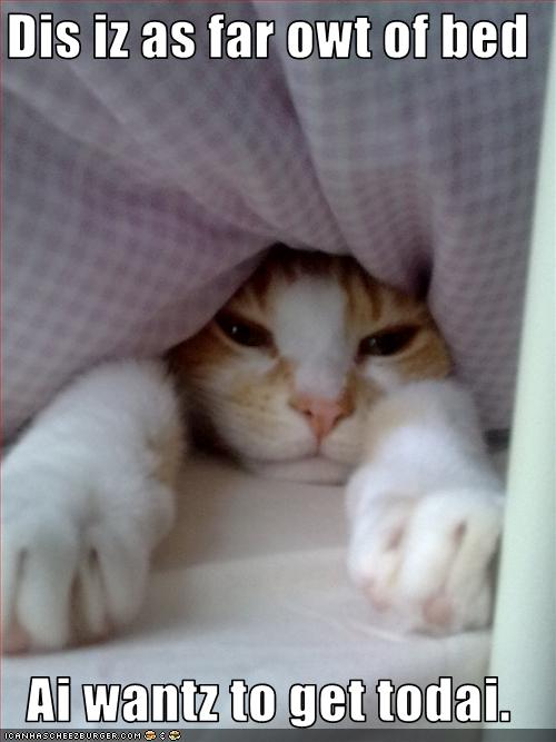 funny-pictures-cat-does-not-want-to-get-out-of-bed