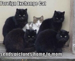 funny-pictures-cat-is-a-foreign-exchange-student1