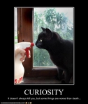 funny-pictures-cat-is-curious