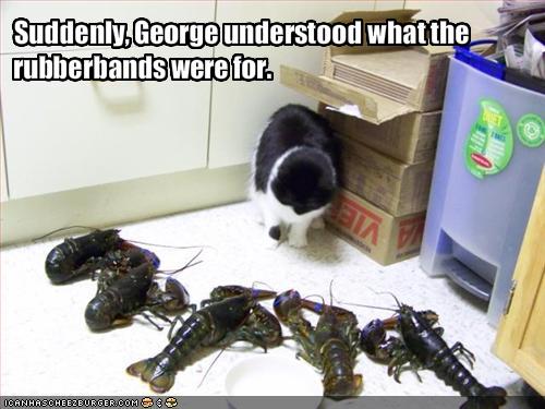 funny-pictures-cat-meets-lobsters