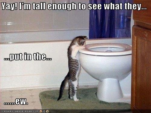 funny-pictures-cat-sees-inside-of-toilet