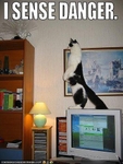 funny-pictures-cat-senses-danger