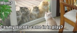 funny-pictures-cat-wants-to-invite-friends-over