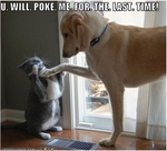 funny-pictures-cat-will-not-be-poked-again