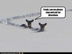 funny-pictures-deer-are-lost