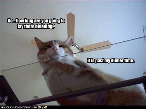 funny-pictures-it-is-dinner-time-for-your-cat