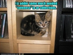 funny-pictures-kitten-adds-cuteness-to-your-shelf1