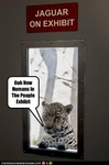 funny-pictures-leopards-see-human-exhibit