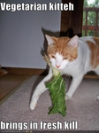 funny-pictures-vegetarian-cat-brings-in-a-kill