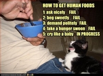 funny-pictures-cat-asks-for-human-food
