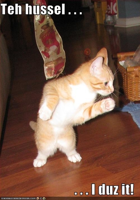 funny-pictures-cat-dances-the-hussle