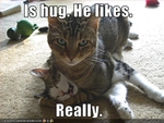 funny-pictures-cat-gives-hug