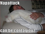 funny-pictures-cat-has-nap-attack