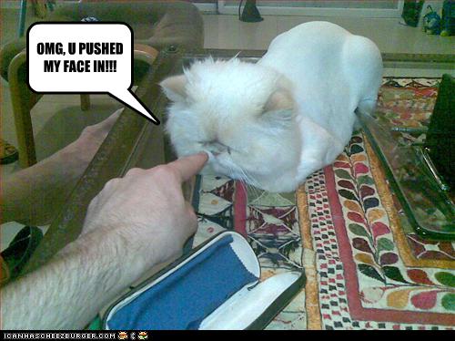 funny-pictures-cat-has-pushed-in-face