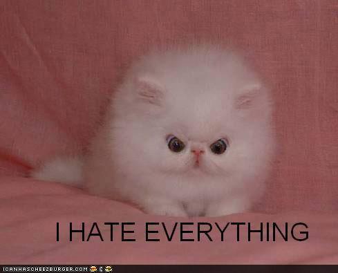 funny-pictures-cat-hates-everything