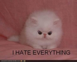 funny-pictures-cat-hates-everything