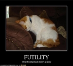 funny-pictures-cat-is-stupid