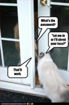 funny-pictures-cat-knows-the-password