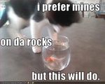 funny-pictures-cat-prefers-drink-on-the-rocks