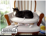 funny-pictures-cat-sleeps-in-top-bunk