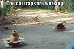 funny-pictures-cat-traps-are-working