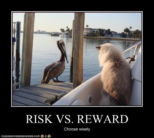 funny-pictures-cat-watches-bird
