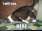 funny-pictures-cat-will-nap-here