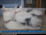 funny-pictures-cats-sleep-in-tupperware