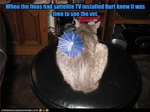 funny-pictures-fleas-install-sattelite-tv