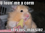 funny-pictures-hamster-has-small-corn