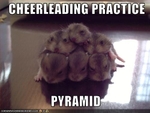 funny-pictures-hamsters-have-cheerleading-practice