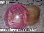 funny-pictures-kitten-needs-bigger-death-star