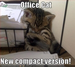 funny-pictures-kitten-sleeps-in-office