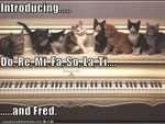 funny-pictures-kittens-play-piano