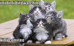 funny-pictures-kittens-watch-birds