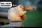 funny-pictures-squirrel-loves-new-shampoo