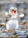 funny-pictures-tiny-bird-is-fierce