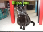 funny-pictures-you-sneezed-on-cat
