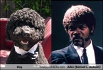 dog-totally-looks-like-jules-samuel-l-jackson