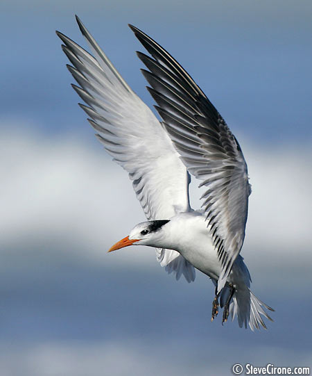 tern-flap